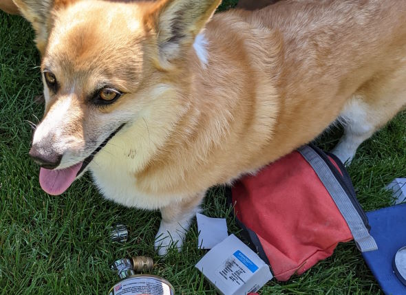 Hightower Labs corgi mascot, Murphy